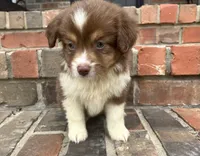 Skye, a female Miniature Australian Shepherd for sale in Honey Grove, TX – 7 of 10
