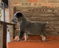 Blu, a male Australian Cattle Dog for sale in Honey Grove, TX – 6 of 10