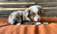 Dallas, a male Miniature Australian Shepherd for sale in Honey Grove, TX – 9 of 10