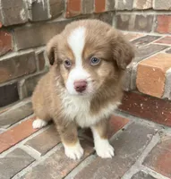 Collins, a female Miniature Australian Shepherd for sale in Honey Grove, TX – 7 of 9