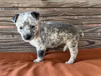Remi, a female Australian Cattle Dog for sale in Honey Grove, TX – 8 of 10