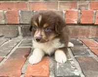 Sophie , a female Miniature Australian Shepherd for sale in Honey Grove, TX – 7 of 10