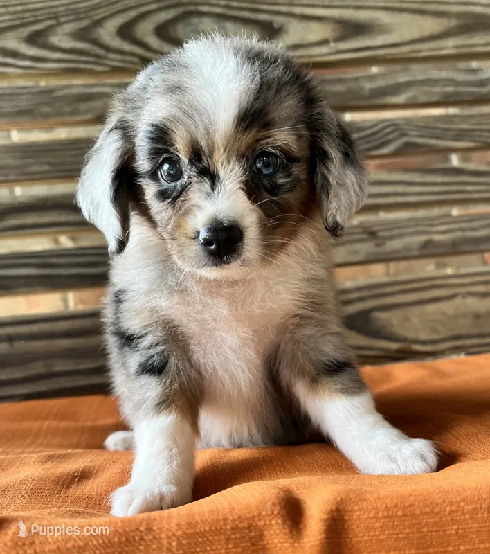 Sophie  – Miniature Australian Shepherd puppy for sale in Honey Grove, TX