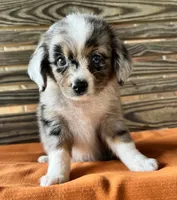 Sophie , a female Miniature Australian Shepherd for sale in Honey Grove, TX – 1 of 10