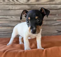 Bella, a female Rat Terrier for sale in Honey Grove, TX – 7 of 10