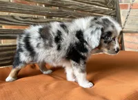 Sophie , a female Miniature Australian Shepherd for sale in Honey Grove, TX – 6 of 10