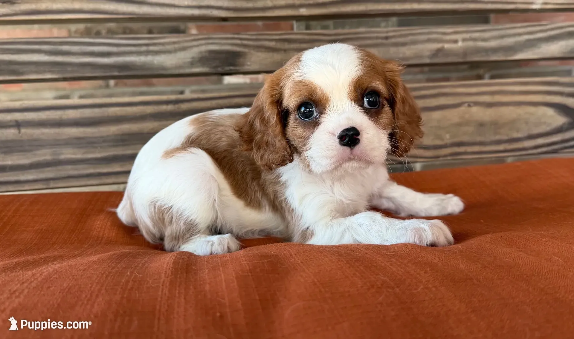 Colt , a male Cavalier King Charles Spaniel for sale in Honey Grove, TX – 2 of 10