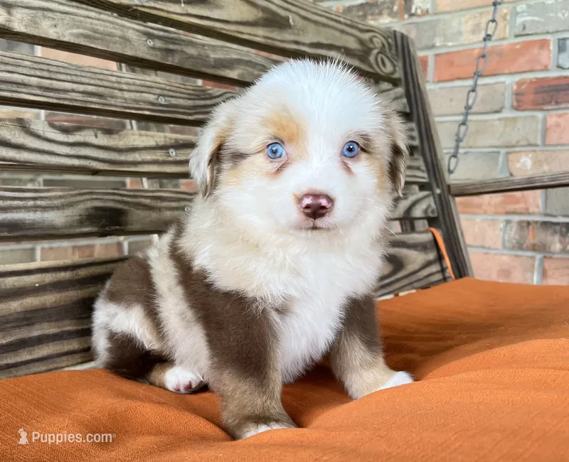 Dallas – Miniature Australian Shepherd puppy for sale in Honey Grove, TX