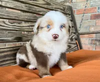 Dallas, a male Miniature Australian Shepherd for sale in Honey Grove, TX – 1 of 9