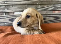 Jax, a male Miniature Dachshund for sale in Honey Grove, TX – 2 of 10
