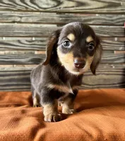 Clara, a female Miniature Dachshund for sale in Honey Grove, TX – 3 of 10