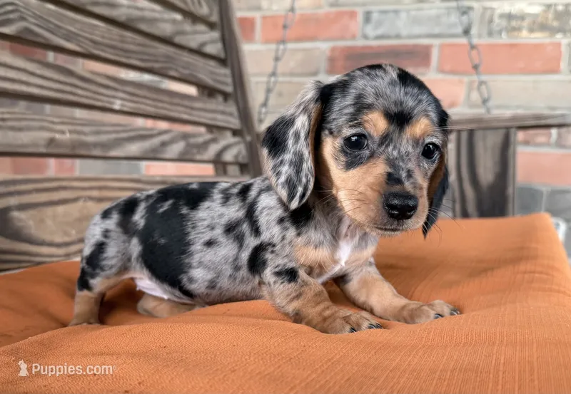 Pepper – Miniature Dachshund puppy for sale in Honey Grove, TX