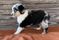 Blythe, a female Miniature Australian Shepherd for sale in Honey Grove, TX – 6 of 10