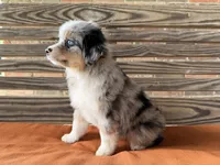 Stella, a female Miniature Australian Shepherd for sale in Honey Grove, TX – 9 of 9