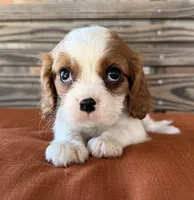 Colt , a male Cavalier King Charles Spaniel for sale in Honey Grove, TX – 7 of 10