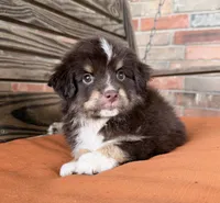 Lennon , a male Miniature Australian Shepherd for sale in Honey Grove, TX – 7 of 9