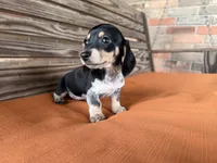 Kara, a female Miniature Dachshund for sale in Honey Grove, TX – 10 of 10