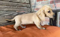 Jax, a male Miniature Dachshund for sale in Honey Grove, TX – 8 of 10