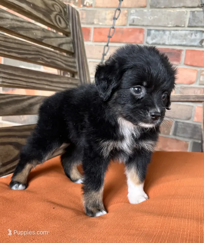 Henlie  – Miniature Australian Shepherd puppy for sale in Honey Grove, TX