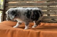 Sophie , a female Miniature Australian Shepherd for sale in Honey Grove, TX – 3 of 10