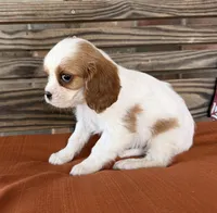 Stella, a female Cavalier King Charles Spaniel for sale in Honey Grove, TX – 8 of 8