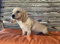 Jax, a male Miniature Dachshund for sale in Honey Grove, TX – 5 of 10