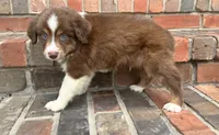Buster , a male Miniature Australian Shepherd for sale in Honey Grove, TX – 2 of 8