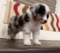 Sam, a male Miniature Australian Shepherd for sale in Honey Grove, TX – 10 of 10