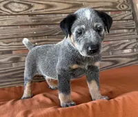 Blu, a male Australian Cattle Dog for sale in Honey Grove, TX – 7 of 10