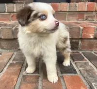 Mel, a female Miniature Australian Shepherd for sale in Honey Grove, TX – 3 of 7
