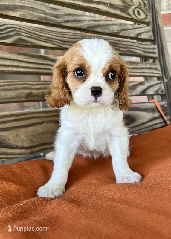 Sage – Cavalier King Charles Spaniel puppy for sale in Honey Grove, TX