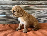 Burk , a male Cavalier King Charles Spaniel for sale in Honey Grove, TX – 8 of 10