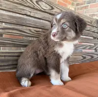 Honey , a female Miniature Australian Shepherd for sale in Honey Grove, TX – 5 of 10