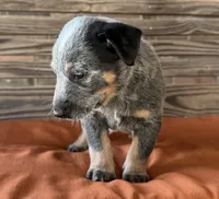 Blu, a male Australian Cattle Dog for sale in Honey Grove, TX – 8 of 10