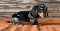 Lillie, a female Miniature Dachshund for sale in Honey Grove, TX – 5 of 8