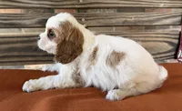 Conner , a male Cavalier King Charles Spaniel for sale in Honey Grove, TX – 5 of 10