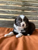Millie, a female Miniature Australian Shepherd for sale in Honey Grove, TX – 6 of 10