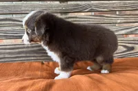 Ella , a female Miniature Australian Shepherd for sale in Honey Grove, TX – 8 of 10