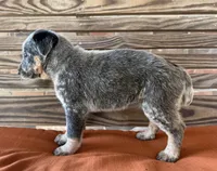 Skye, a female Australian Cattle Dog for sale in Honey Grove, TX – 4 of 10