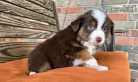 Ella , a female Miniature Australian Shepherd for sale in Honey Grove, TX – 5 of 10