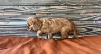 Burk , a male Cavalier King Charles Spaniel for sale in Honey Grove, TX – 6 of 10