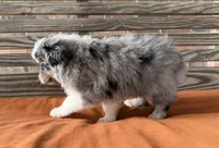Luna, a female Miniature Australian Shepherd for sale in Honey Grove, TX – 5 of 9