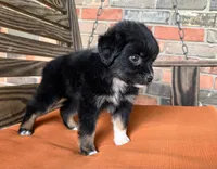 Henlie , a female Miniature Australian Shepherd for sale in Honey Grove, TX – 8 of 10