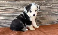 Indie, a female Miniature Australian Shepherd for sale in Honey Grove, TX – 4 of 10