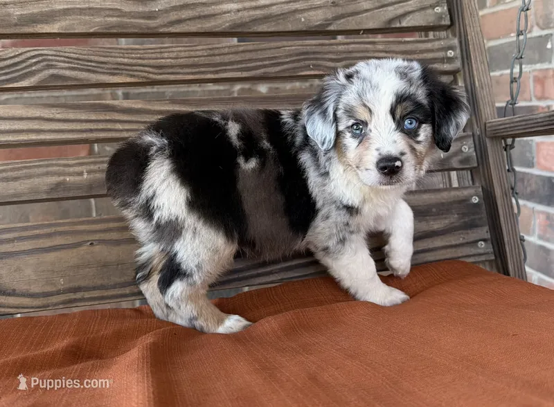 Blythe – Miniature Australian Shepherd puppy for sale in Honey Grove, TX