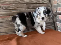 Blythe, a female Miniature Australian Shepherd for sale in Honey Grove, TX – 1 of 10