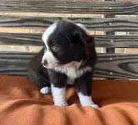 Millie, a female Miniature Australian Shepherd for sale in Honey Grove, TX – 2 of 10