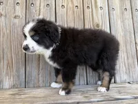Dallas, a male Miniature Australian Shepherd for sale in Honey Grove, TX – Photo 9 of 9