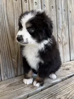 Dallas, a male Miniature Australian Shepherd for sale in Honey Grove, TX – Photo 3 of 9