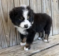 Dallas, a male Miniature Australian Shepherd for sale in Honey Grove, TX – Photo 4 of 9